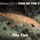 In a tumultuous year defined by strife and division, this fish remained a steady and reassuring presence.